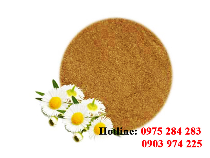 Chrysanthemum powder